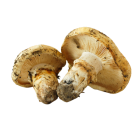 Matsutake (Pine mushrooms) bouton grade A
