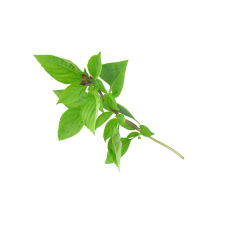Basilic thai - Fines herbes fraîches